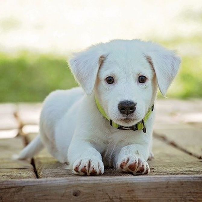 Qué tipo de atención reciben los animales en una clínica veterinaria