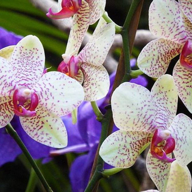 ¿Cómo debemos cuidar las orquídeas?
