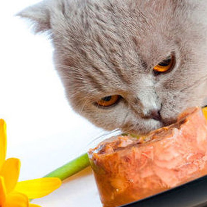 Alimentación: Servicios de Vetalliance Reus Clínica Veterinaria