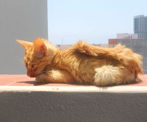 Consulta de medicina interna para mascotas en Tenerife