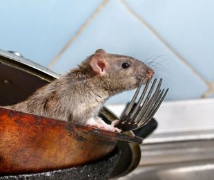 Desratización en Alicante: Control de roedores, ratas y ratones