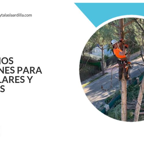 Poda y tala de árboles en Toledo | Podas y Talas La Ardilla