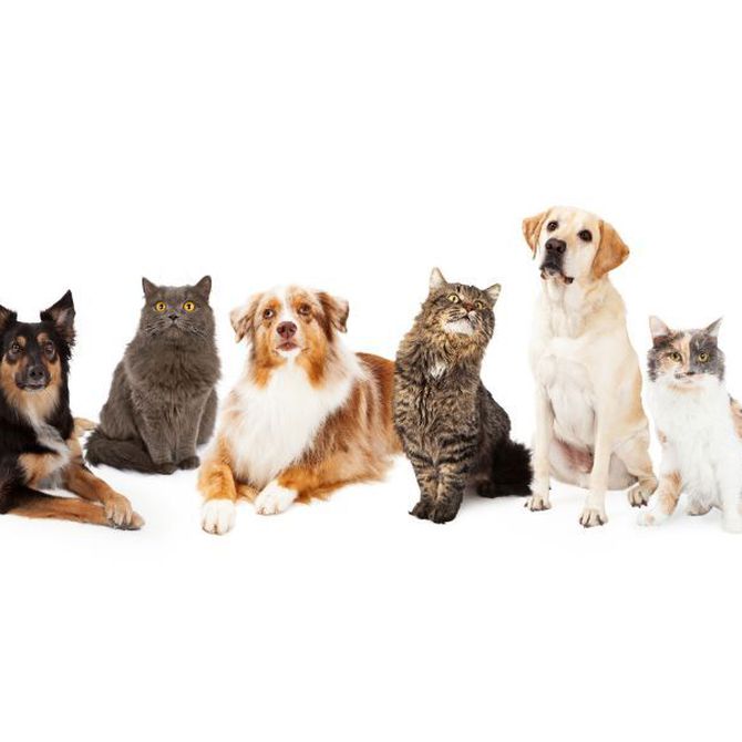 Cirugía veterinaria para mascotas