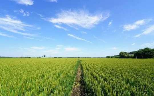 Imagen 5 de la galería