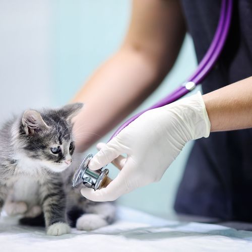 Clínica veterinaria con consulta general