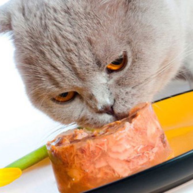 Pautas de alimentación sana para gatos