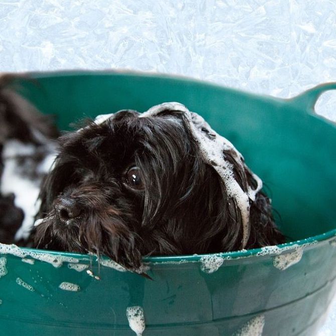 ¿Qué champú es el adecuado para bañar a un perro?