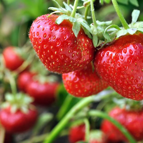 Productos agrícolas en  | CAMPRES PRODUCTORES, S.L.