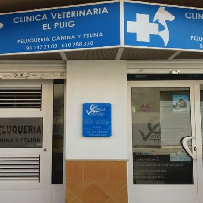 Cirugía : Productos y servicios de Clínica Veterinaria El Puig