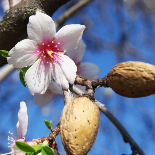 Sistemas de riego para jardines en Cádiz
