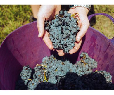 El truco de las abuelas para pelar las uvas en poco más de un minuto