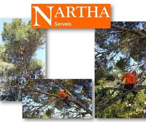 Podas en altura Mallorca