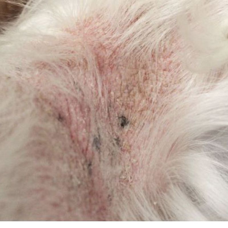 Tratamientos dermatológicos: Servicios de Peluquería Canina Anthares
