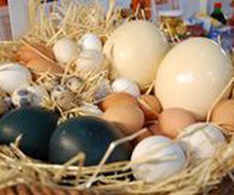 Huevo en Polvo: Productos de Huevos Cañavate