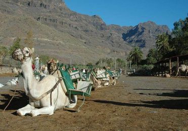 Camel Safari Park