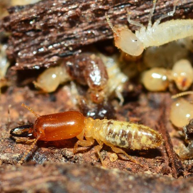 Consejos para prevenir el ataque de termitas en verano