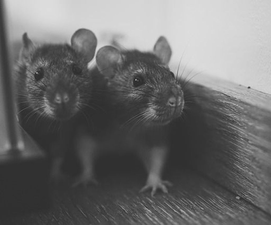 Curiosidades sobre las ratas