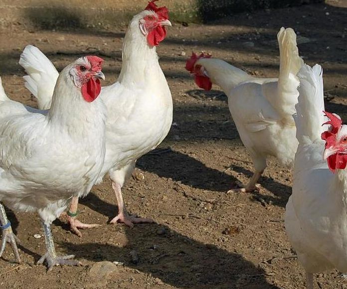 Gallina ponedora blanca 7 €: Nuestras gallinas y piensos de Avícola Antonia