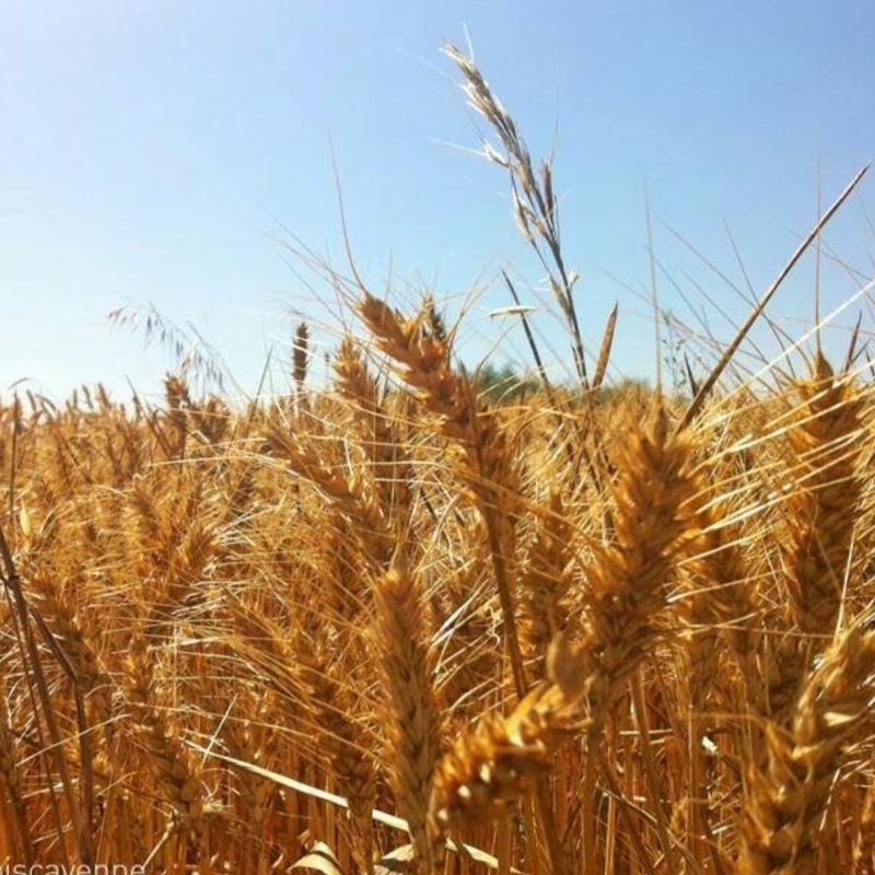 Cereales: Nuestros productos y servicios de Huerta la Mesa