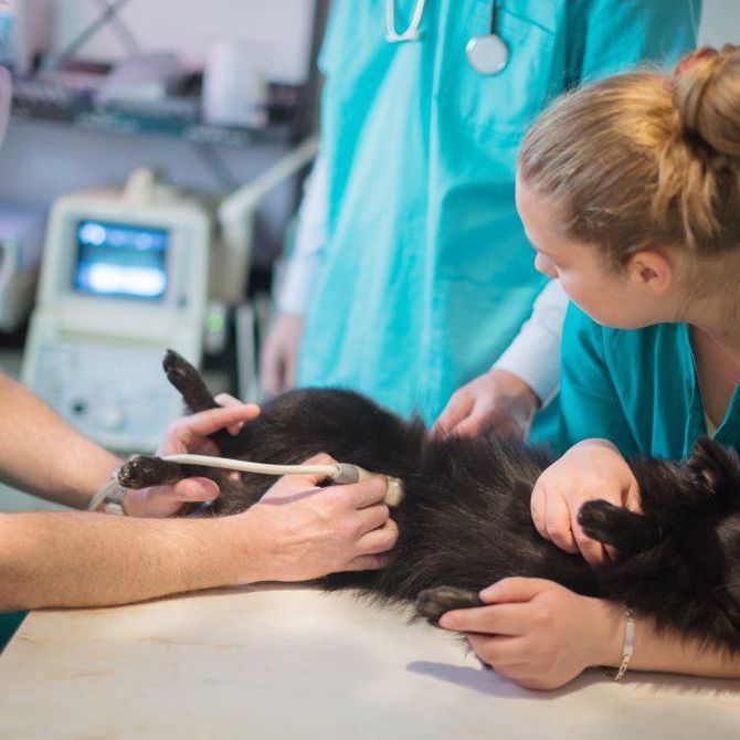 Aspectos clave en la evaluación de ecografías veterinarias