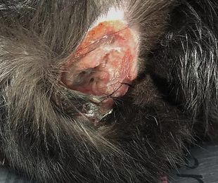 Nuevo tratamiento en dermatología