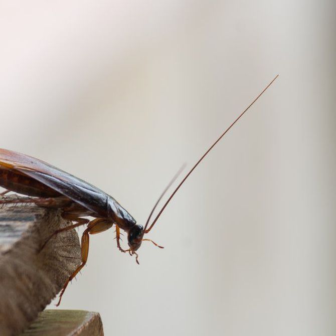Estrategias efectivas para el control de la cucaracha americana: Prevención y eliminación