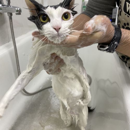 Bañando a nuestro gatito Tyrion