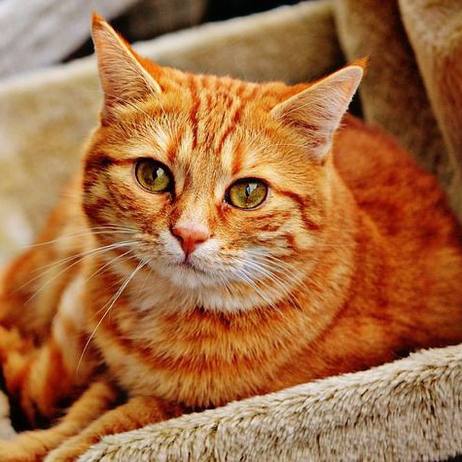 Observa a tu gato: cinco enfermedades comunes