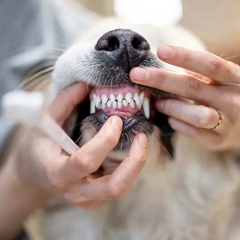 Revisión Dental Gratis:  de Punto Pet Clínica Veterinaria