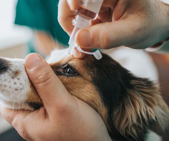 Urgencias para animales: Servicios de Veterinario VetSur