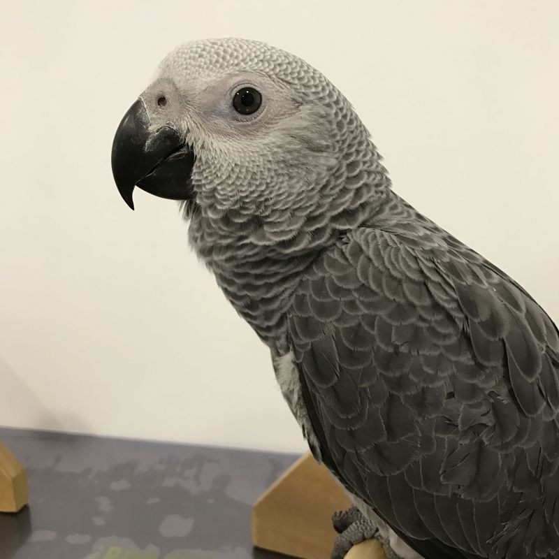 Residencia para animales exóticos: Servicios de Clínica Veterinaria Okapi