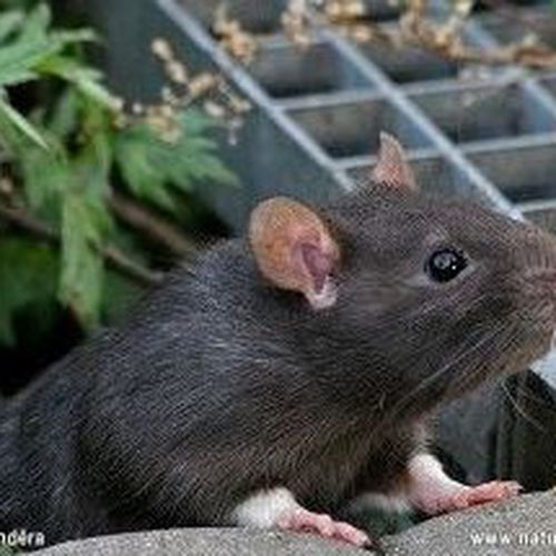 Eliminación de roedores
