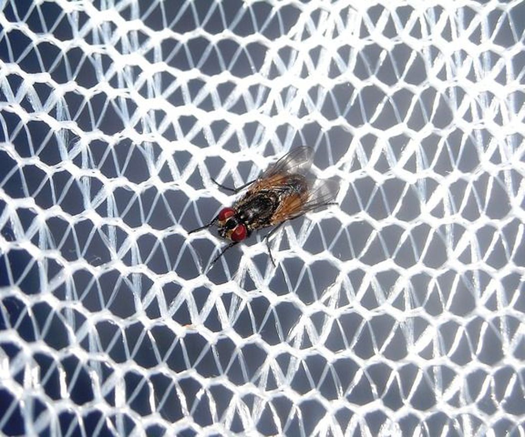 Las ventajas de instalar mosquiteras