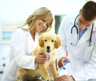 Los planes de salud para tu mascota