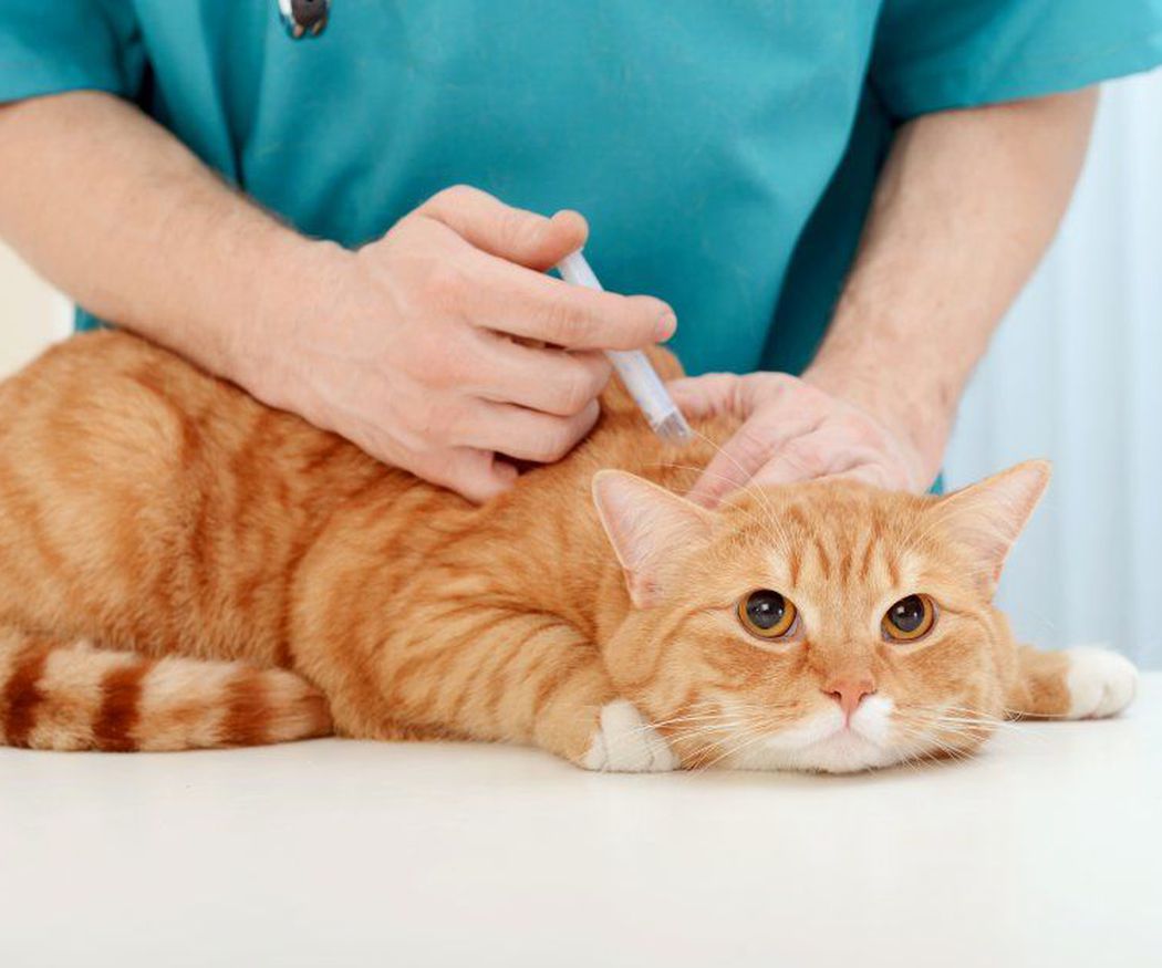 ¡Protege a tu Felino! La importancia de las vacunas en los gatos