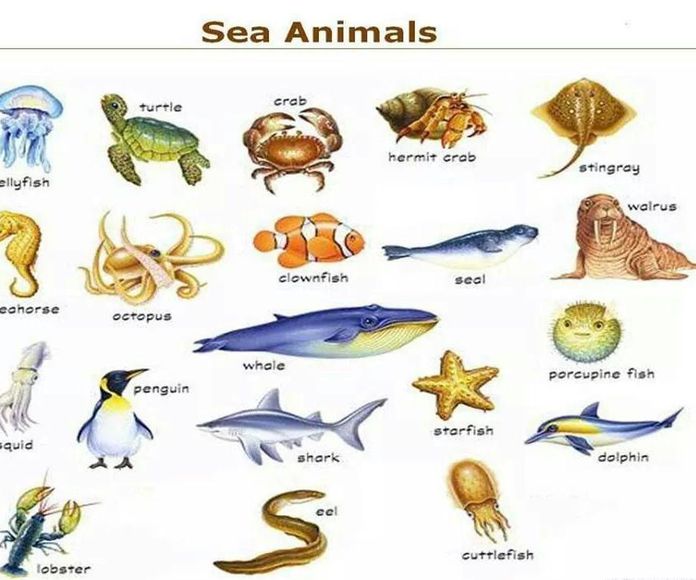 Sea animals }}
