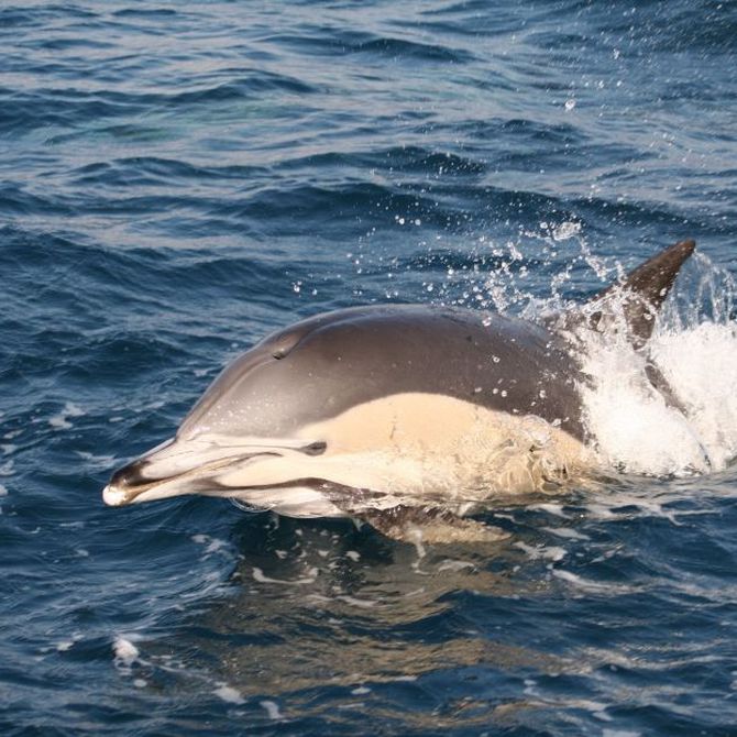 El avistamiento de delfines