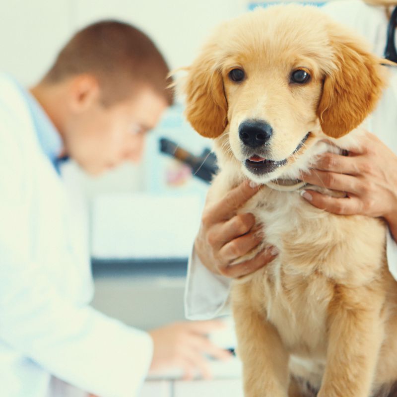 Consultas veterinarias: Servicios de Veterinario VetSur