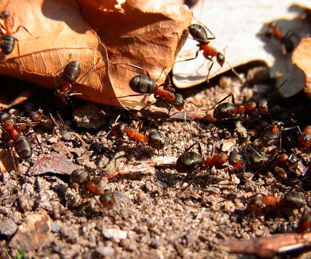 Cómo eliminar las plagas de hormigas