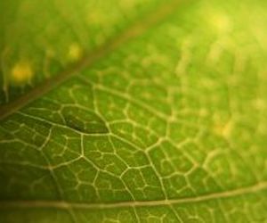 Línea Biogreen