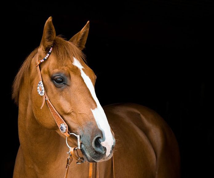 Seguros para caballos: Correduría y asesoría de Seguros Vázquez Montequinto