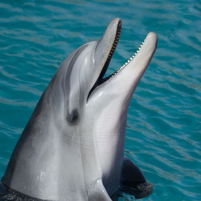 Algunos datos curiosos sobre los delfines