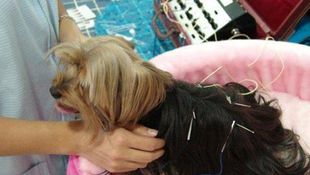 Imagen de Servicios - Acupuntura