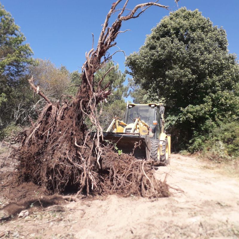 Eliminación de restos de árboles o escombros