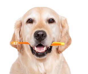 Perros con dientes sanos
