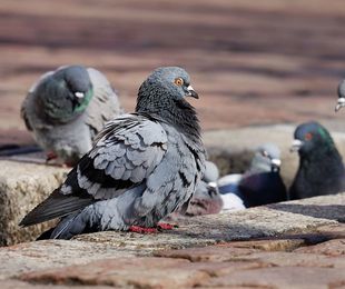 Control de palomas 