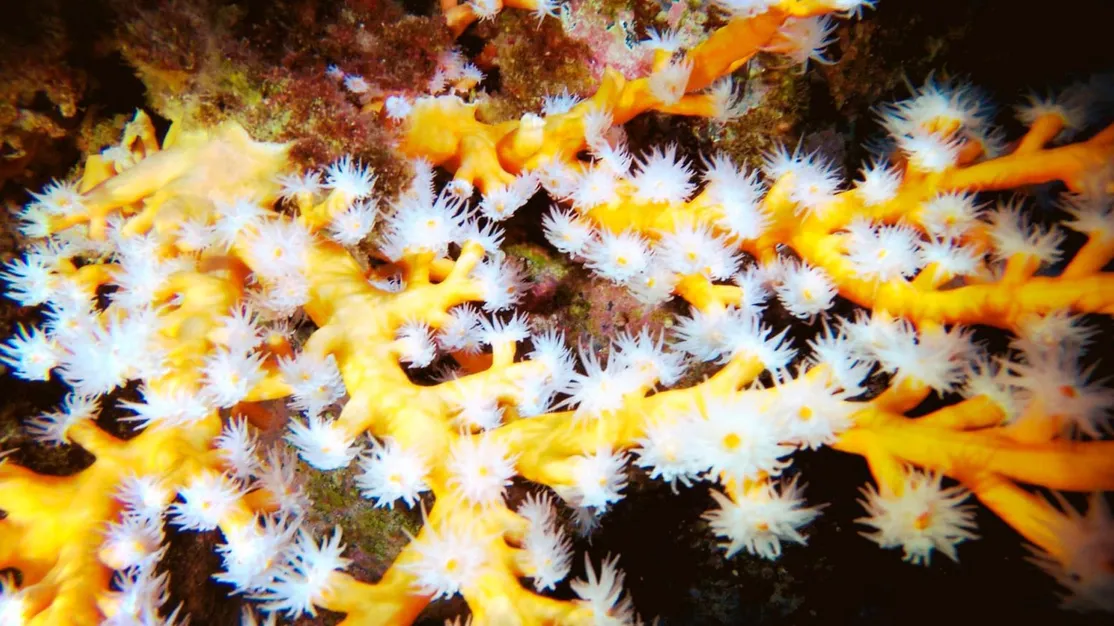 Cursos de buceo en Tenerife