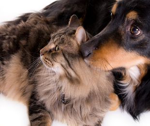 ¿Cuáles son las intoxicaciones más comunes en perros y gatos?