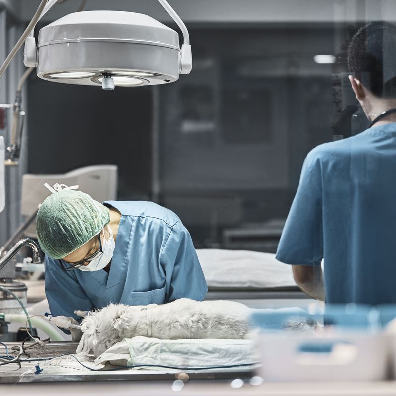 Cirugía: Servicios de Clinica Veterinaria Animalia