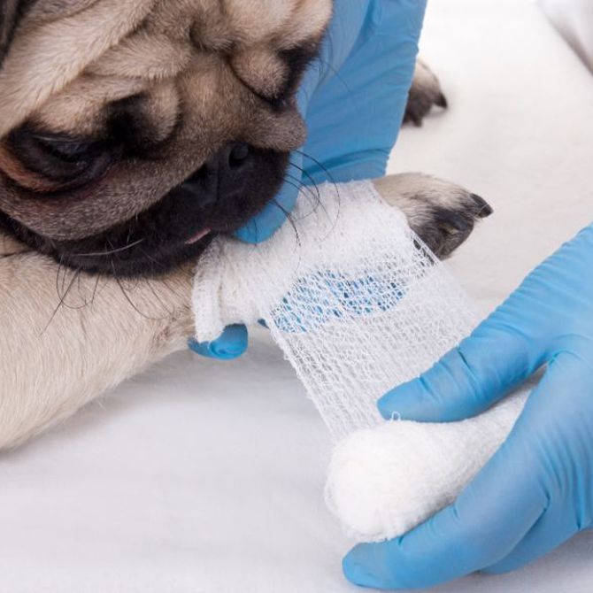 Razones por las que es necesario contar con un servicio de urgencias veterinario